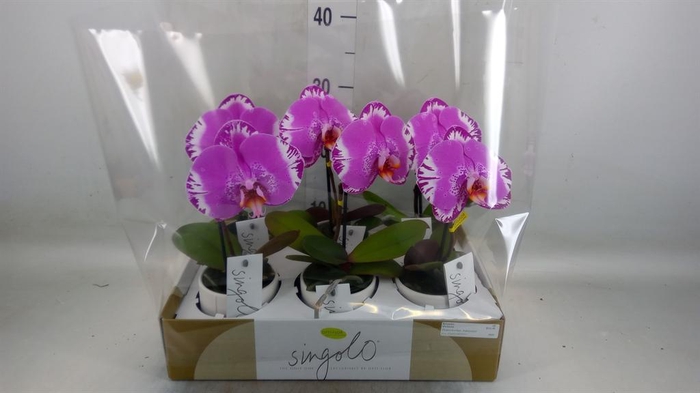 <h4>Phalaenopsis   ...</h4>