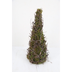 Cone Moss Bonsai 50cm