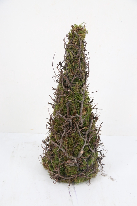 <h4>Cone Moss Bonsai 50cm</h4>