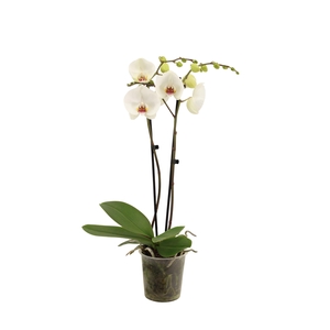 Phal Polar Bear 2T16+