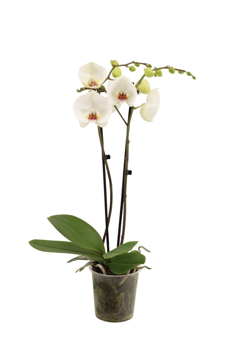 <h4>Phal Polar Bear 2T16+</h4>