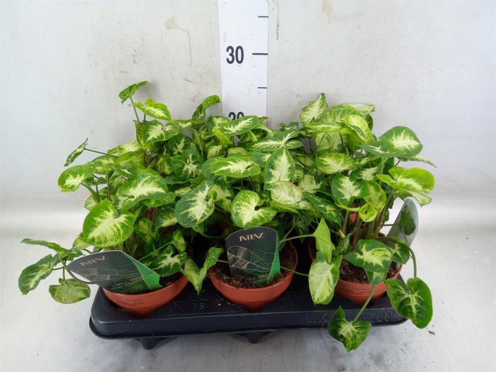 <h4>Syngonium  'Pixie'</h4>