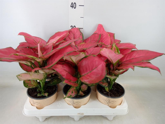 <h4>Aglaonema   ...</h4>