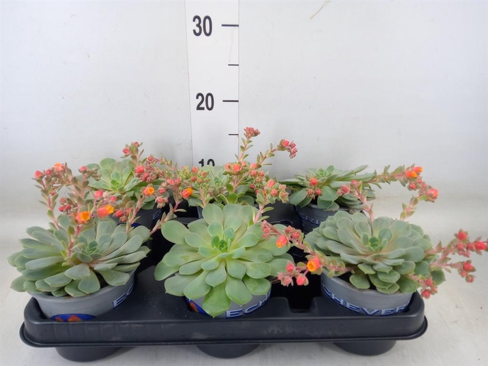 <h4>Echeveria  'Dondo'</h4>