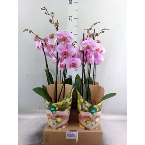 Phalaenopsis   ...rose