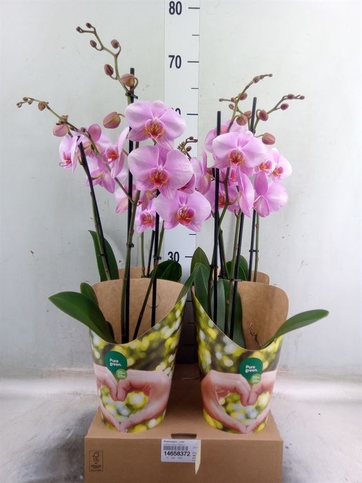 <h4>Phalaenopsis   ...rose</h4>