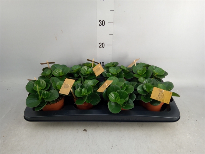 <h4>Peperomia obt. 'Obtipan'</h4>