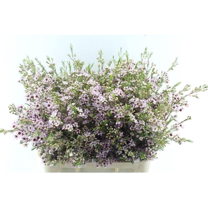 Chamelaucium Early Nir Pale Pink