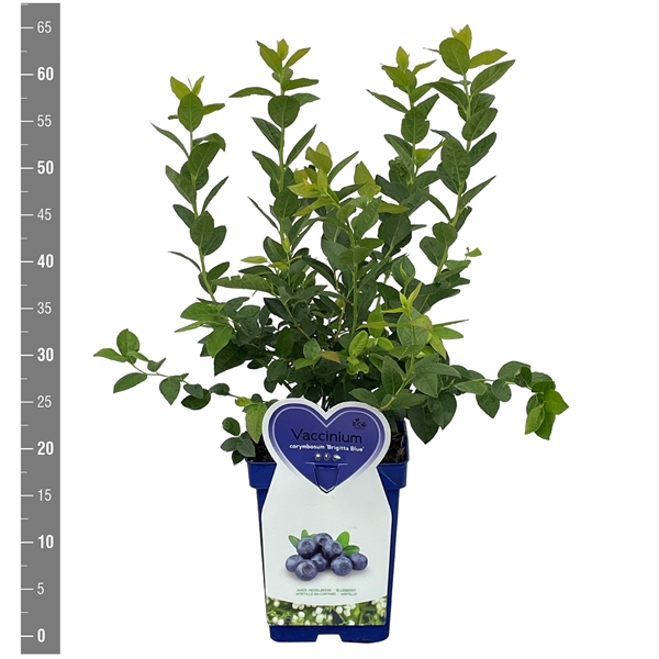 <h4>Vaccinium c. Brigitta Blue 5 liter blauwe pot (Blauwe bes)</h4>