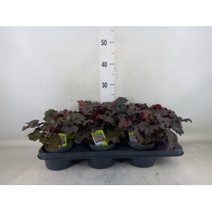 Heuchera micrantha 'Palace Purple'