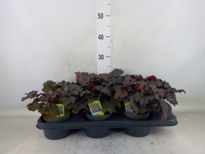 <h4>Heuchera micrantha 'Palace Purple'</h4>