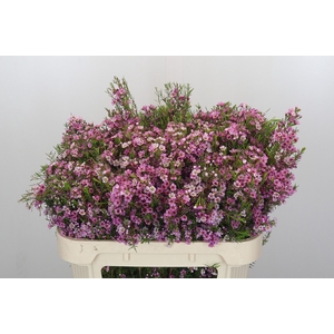 Chamelaucium Kerryn