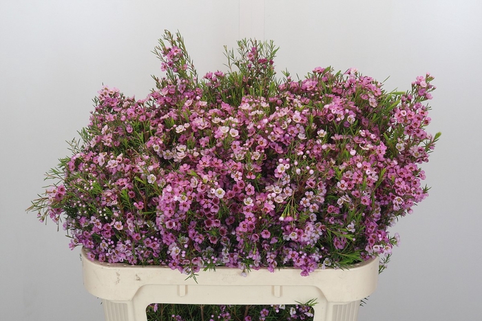 <h4>Chamelaucium Kerryn</h4>