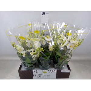 Phalaenopsis multi.   ...white