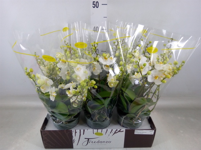 <h4>Phalaenopsis multi.   ...white</h4>