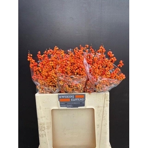 ILEX ILEXIA VICTORIA