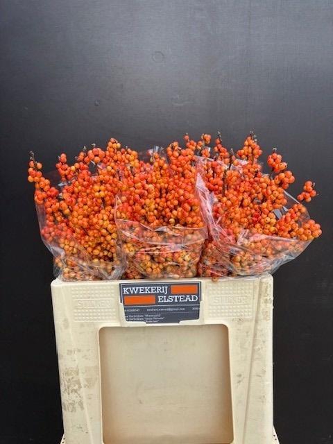 <h4>ILEX ILEXIA VICTORIA</h4>