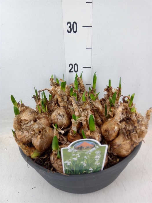 <h4>Leucojum aestivum</h4>