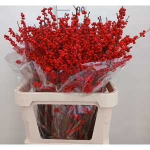 Ilex verticillata red