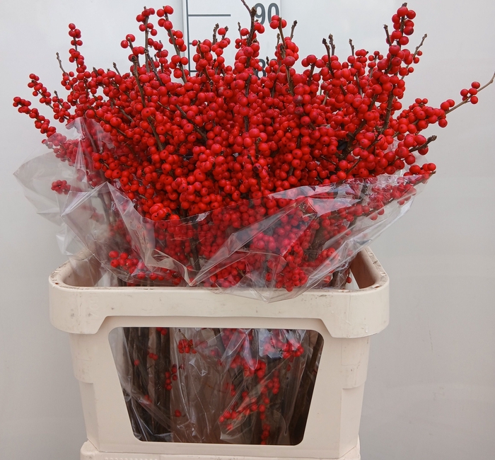 <h4>Ilex verticillata red</h4>