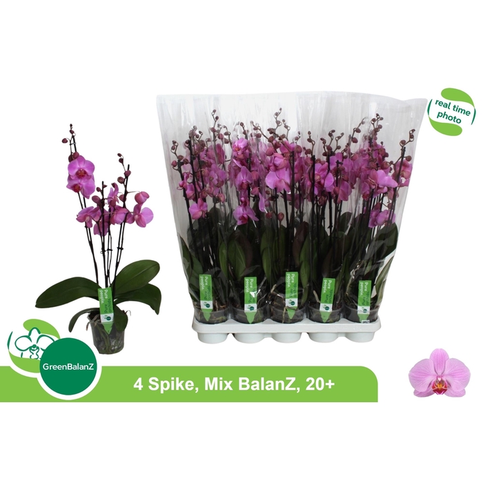 <h4>PHAL AN PITTSBURGH</h4>