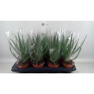Aloe arborescens
