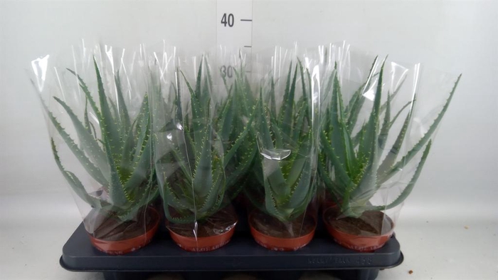 <h4>Aloe arborescens</h4>