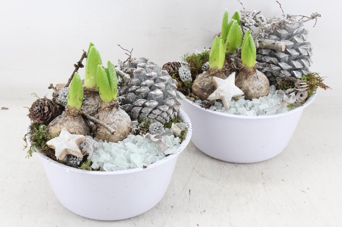 <h4>arr4 Hyacint MB - Zink bolschaal white 285/5</h4>