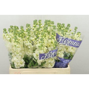 MATTH MATHILD YELLOW