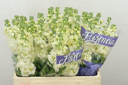 <h4>MATTH MATHILD YELLOW</h4>