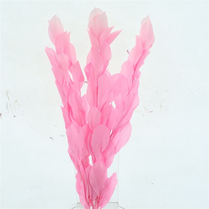 Pres Ruskus Hyp Bleached Light Pink P Bnch