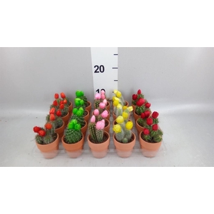 Cactus   ...decorated