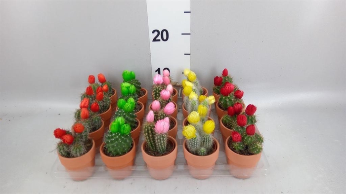 <h4>Cactus   ...decorated</h4>