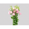 NAO USAR - LISIANTHUS ROSA CLARO 050 CM MIN 500 GRAMAS