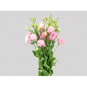 LISIANTHUS ROSA 060 CM MIN 500 GRAMAS