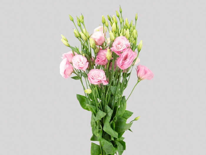 NAO USAR - LISIANTHUS ROSA CLARO 050 CM MIN 500 GRAMAS