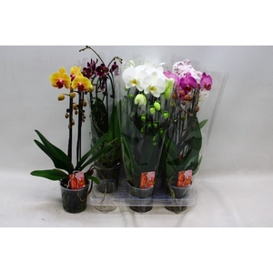 PHAL EL CASCADE