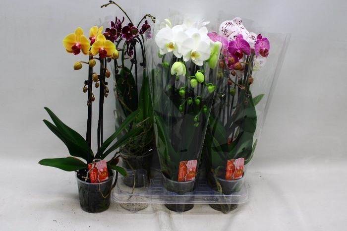 <h4>PHAL EL CASCADE</h4>