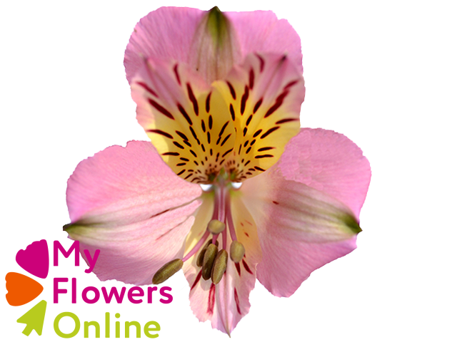 <h4>Alstr Lavender 80cm EC</h4>