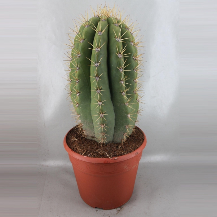 <h4>CACTUS OV</h4>