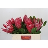 Protea Cynaroides Madiba