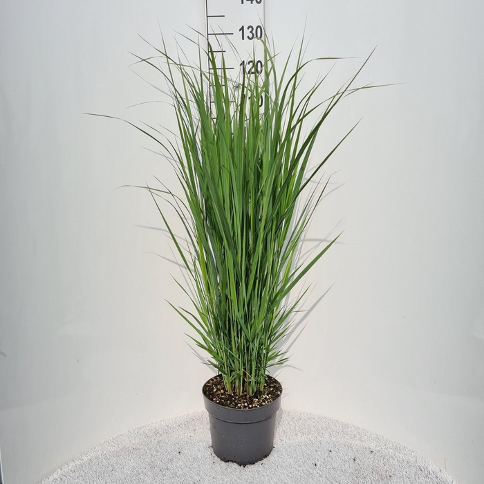 <h4>Panicum virgatum</h4>