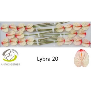 Anth A Lybra 9 cm X20 Bouman