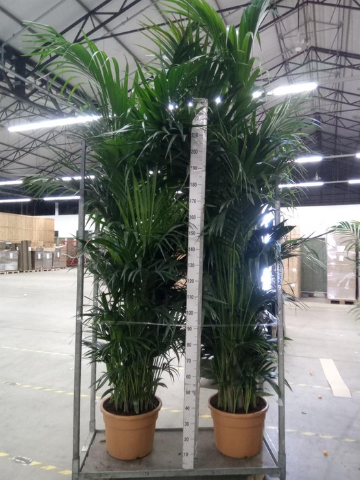 <h4>Howea forsteriana</h4>