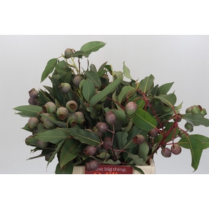 Kaaps Groen Euc. Bell Gum