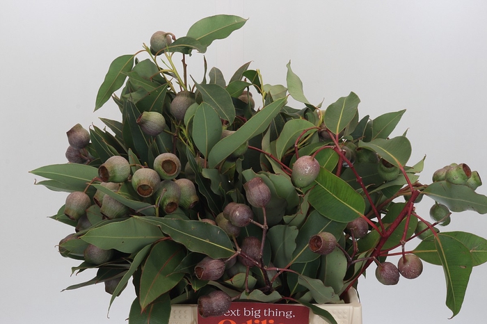 <h4>Kaaps Groen Euc. Bell Gum</h4>