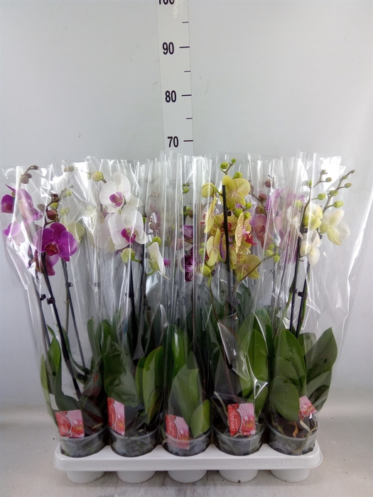 <h4>Phalaenopsis   ...mix</h4>