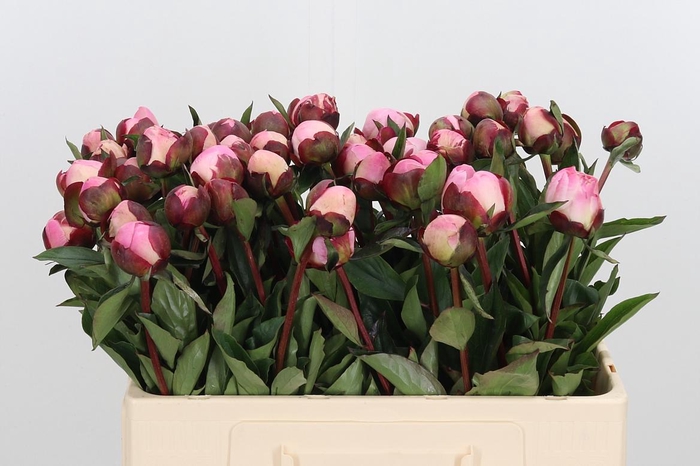 <h4>Paeo Gardenia</h4>