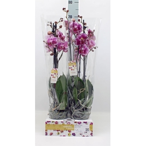 Phalaenopsis   ...