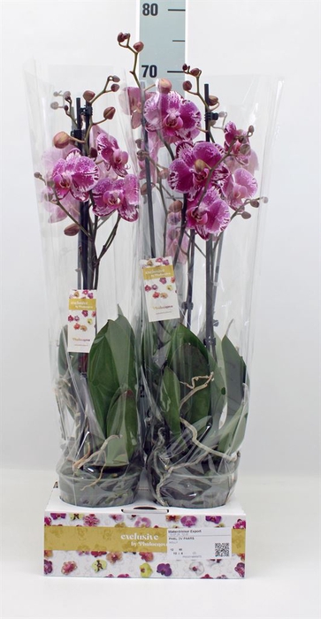 <h4>Phalaenopsis   ...</h4>